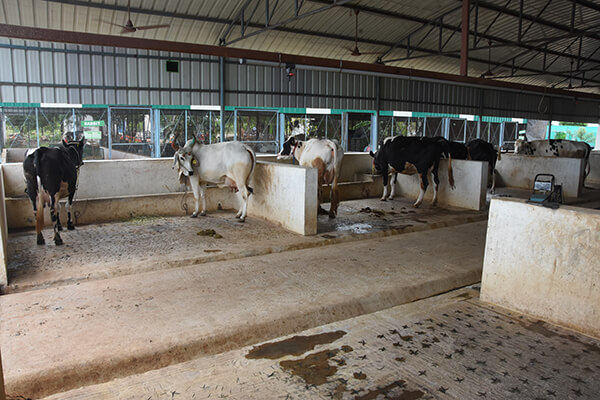 Cattle shed at MITCAT