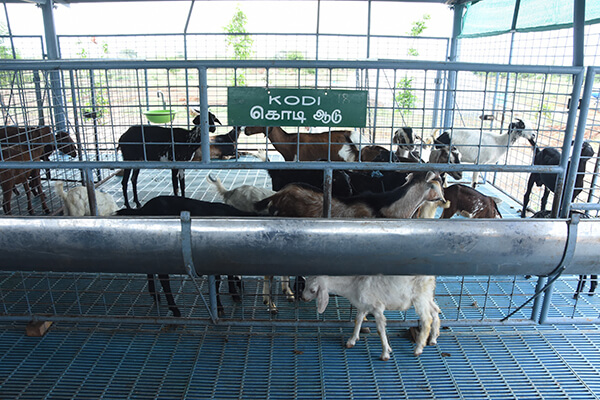 KODI goat variety at MITCAT