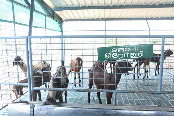SIROHI Goat variety at MITCAT
